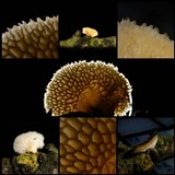 Polyporus tuberaster image