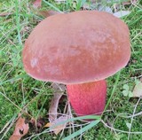 Lanmaoa pseudosensibilis image