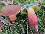 Lanmaoa pseudosensibilis image