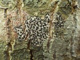 Arthonia radiata image
