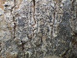 Opegrapha vulgata var. vulgata image