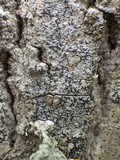 Opegrapha vulgata var. vulgata image