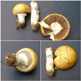 Stropharia coronilla image