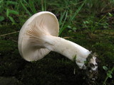 Clitopilus prunulus image