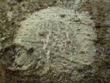 Enterographa hutchinsiae image