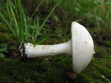 Clitopilus prunulus image