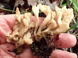 Clavulina rugosa image
