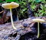 Pluteus chrysophaeus image