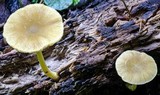 Pluteus chrysophaeus image