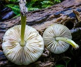 Pluteus chrysophaeus image