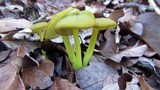 Entoloma incanum image