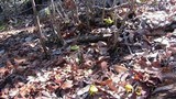 Entoloma incanum image
