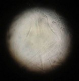 Fusicolla merismoides image