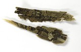 Lachnum virgineum image