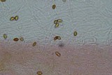 Psilocybe subfimetaria image