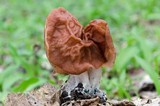Discina fastigiata image