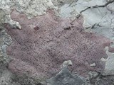 Verrucaria marmorea image