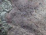 Verrucaria marmorea image