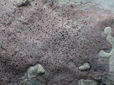 Verrucaria marmorea image