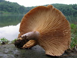 Lactarius pyrogalus image