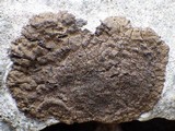 Verrucaria nigrescens f. nigrescens image
