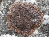 Lecania spadicea image