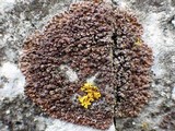Lecania spadicea image
