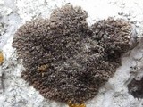 Lecania spadicea image