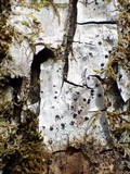 Acrocordia gemmata image