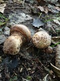 Agaricus subperonatus image