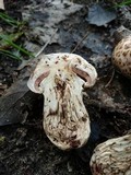 Agaricus subperonatus image