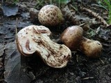 Agaricus subperonatus image