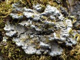 Degelia atlantica image
