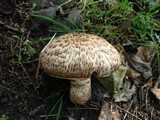 Agaricus subperonatus image