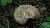 Lactarius pyrogalus image