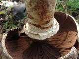 Agaricus subperonatus image