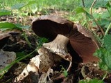 Agaricus subperonatus image