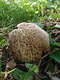 Agaricus subperonatus image