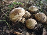 Agaricus subperonatus image