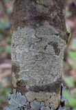 Pertusaria pustulata image