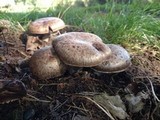 Agaricus subperonatus image