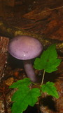 Cortinarius iodes image