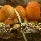 Coprinopsis erythrocephala image