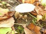 Coprinopsis erythrocephala image