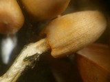 Coprinopsis erythrocephala image