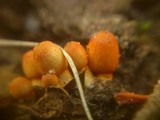 Coprinopsis erythrocephala image
