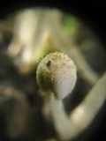 Coprinus bellulus image