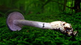 Cortinarius iodes image