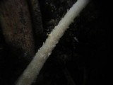 Coprinus bellulus image