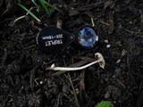 Coprinus bellulus image